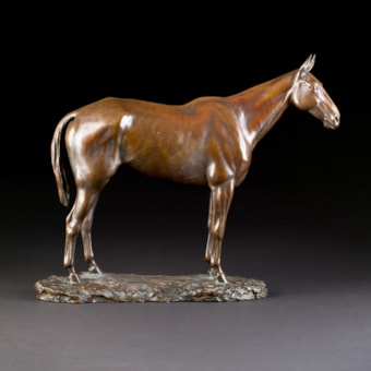 Arabian Stallion