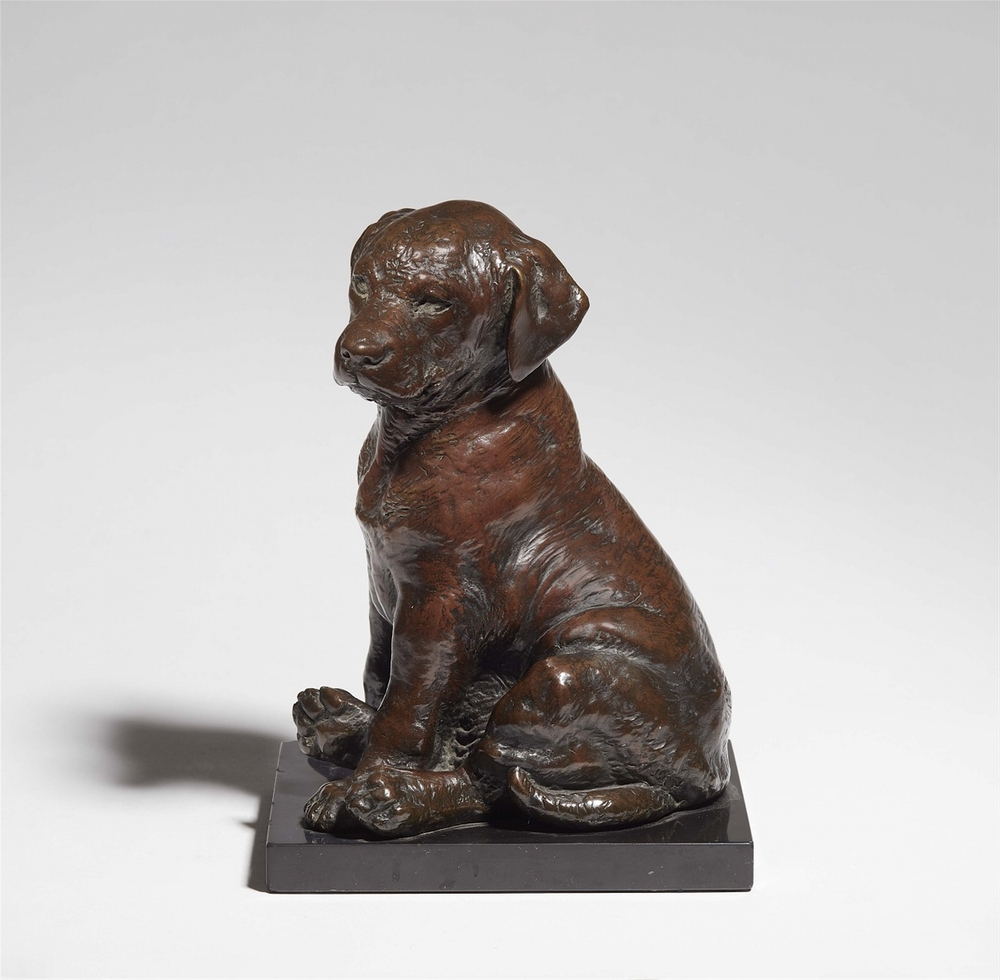 Sitting Labrador Puppy