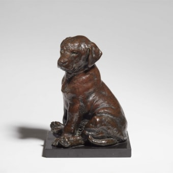 Sitting Labrador Puppy