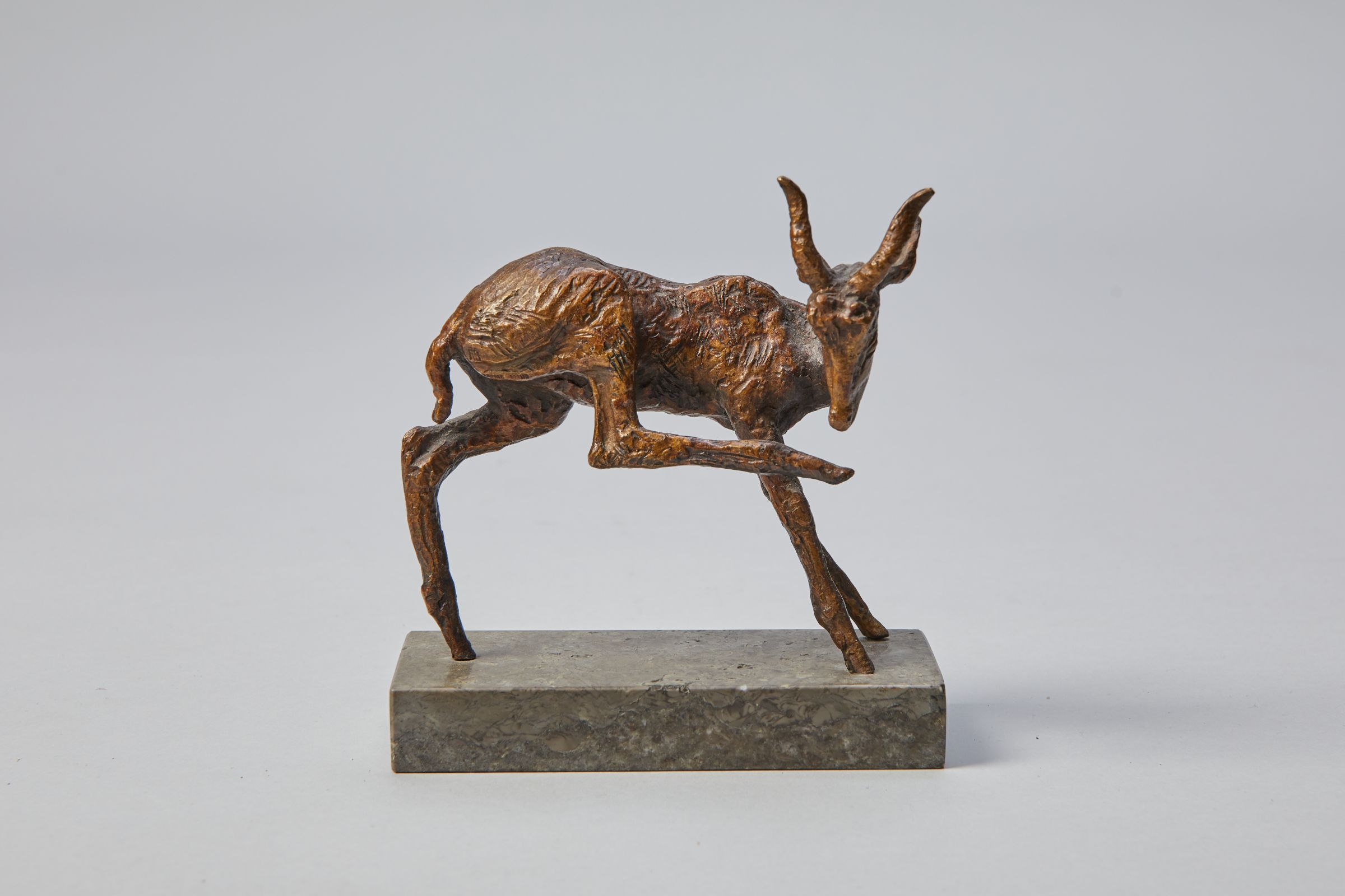 Antilope, sich den rechten Fuß leckend