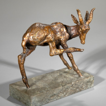 Antelope licking its right foot
