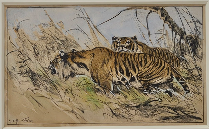Étude de tigre