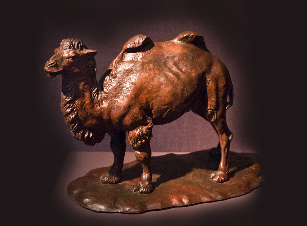 Camel